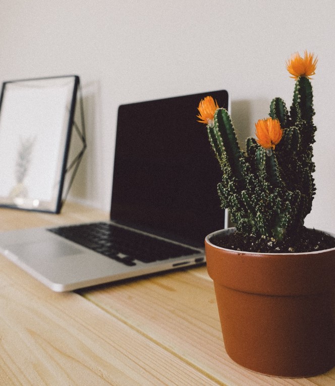 Pianta di cactus in vaso accanto a un laptop su una scrivania di legno in ufficio, decorazione per l'ufficio